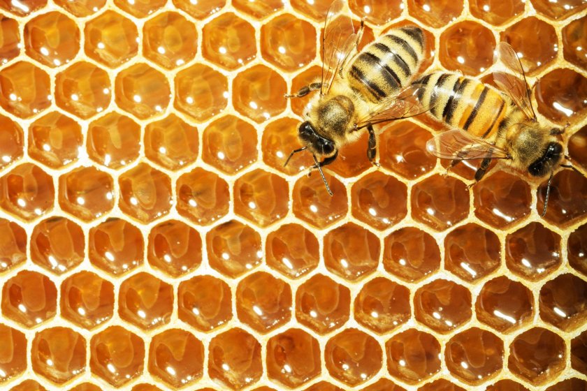 Фото Соты пчела, более 89 качественных бесплатных стоковых фото