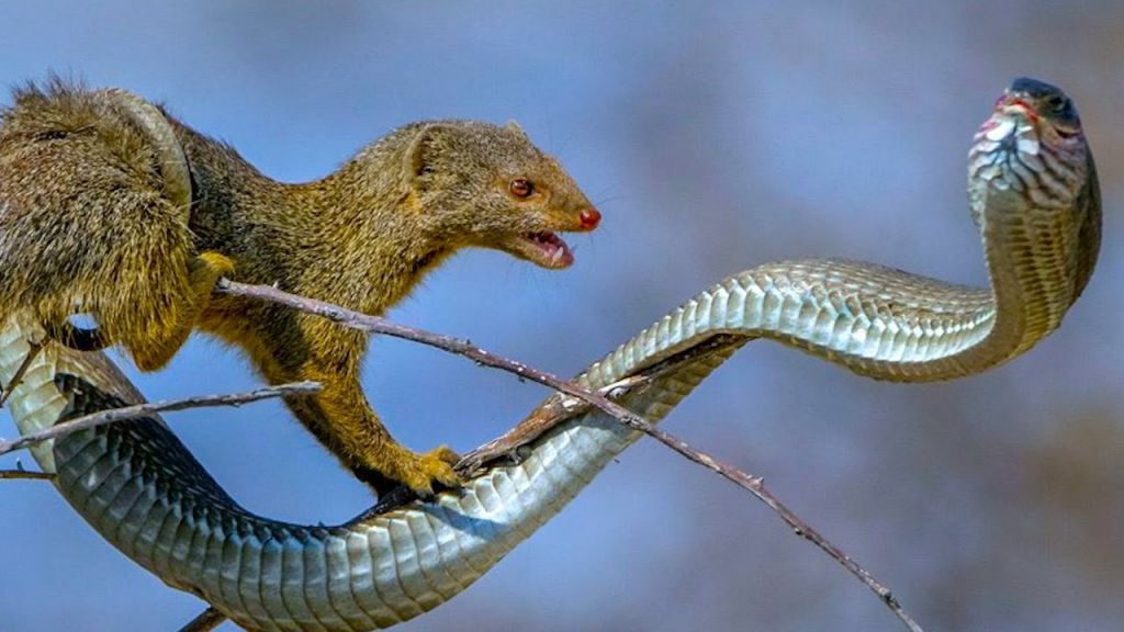 Кто не боится змеиного яда?