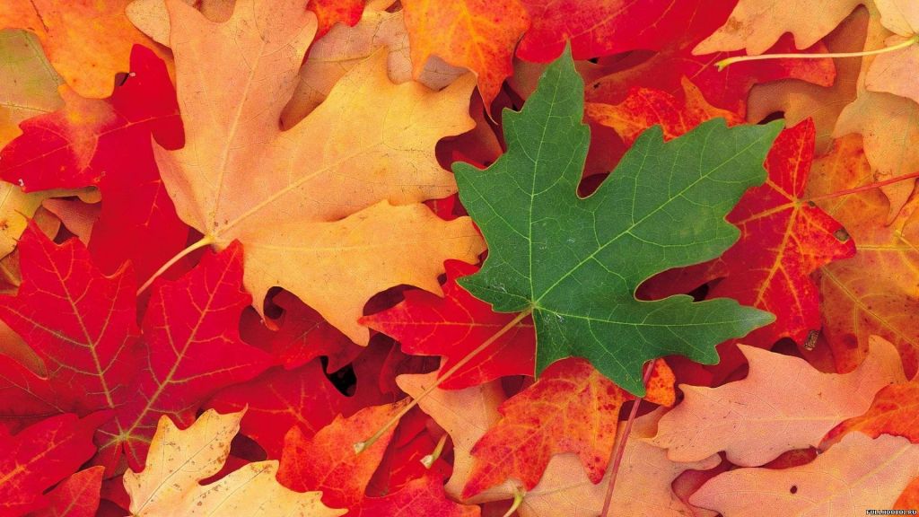 Почему осенью листья меняют цвет