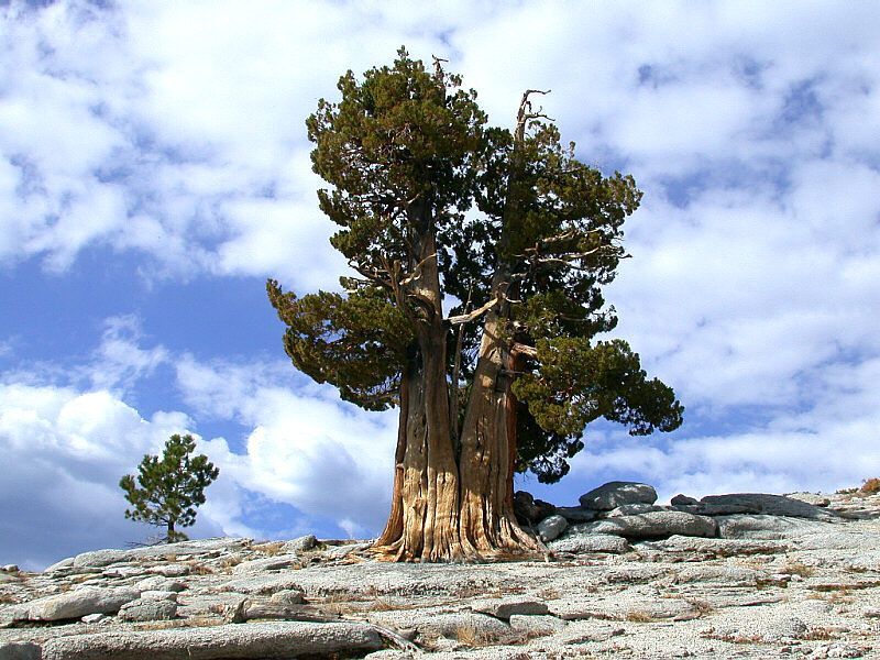 Какое дерево - самое древнее на Земле?