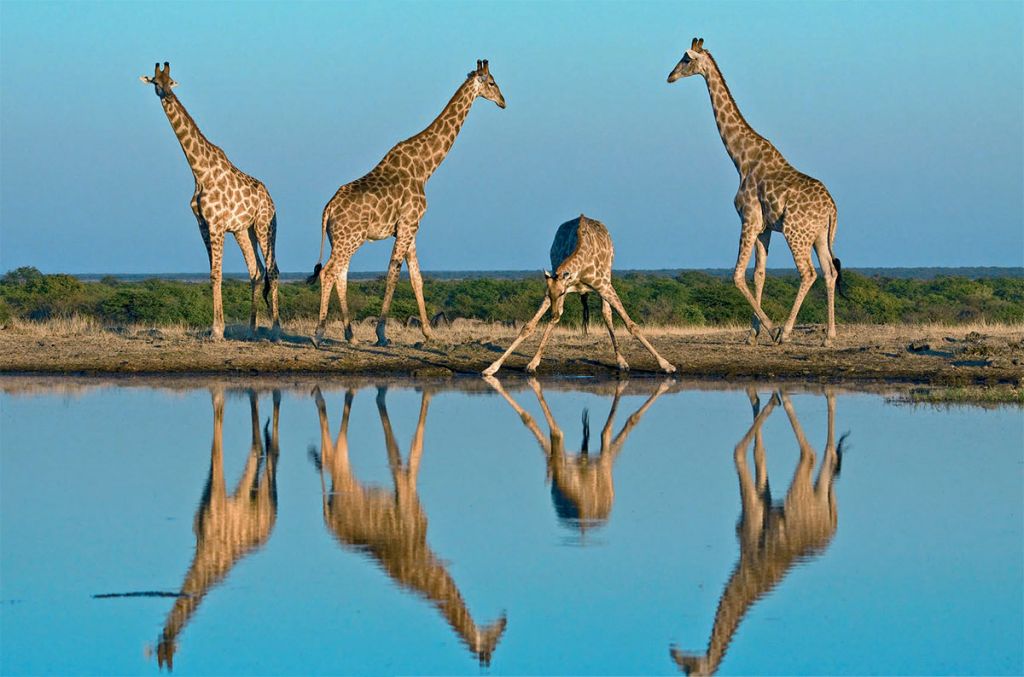 Умеют ли жирафы плавать?
