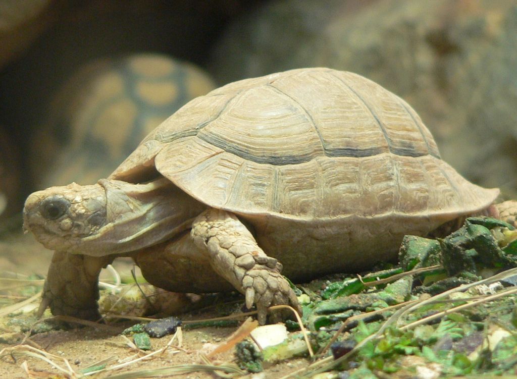 Может ли черепаха прожить без панциря?