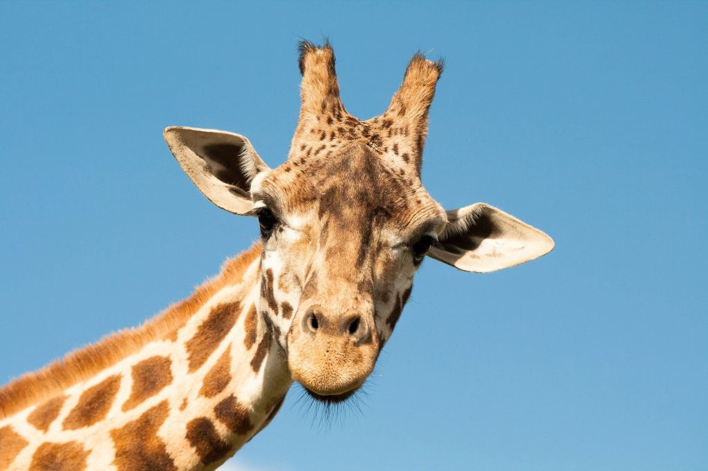 Зачем жирафу рожки?
