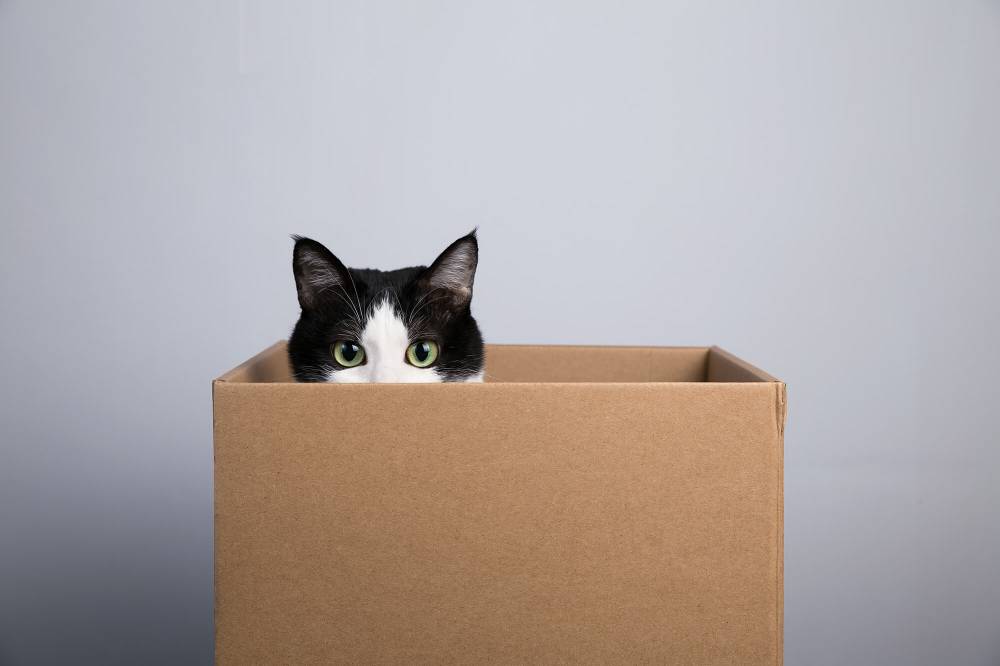 Причина, по которой кошки любят коробки