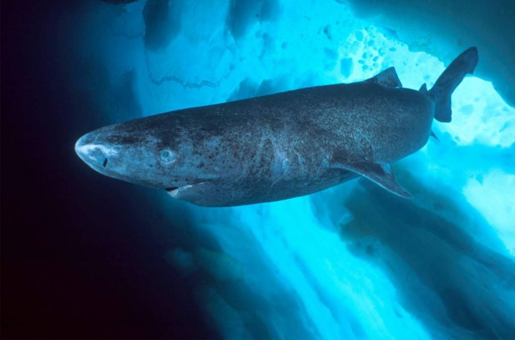 Почему рыбы не мерзнут в полярных водах?