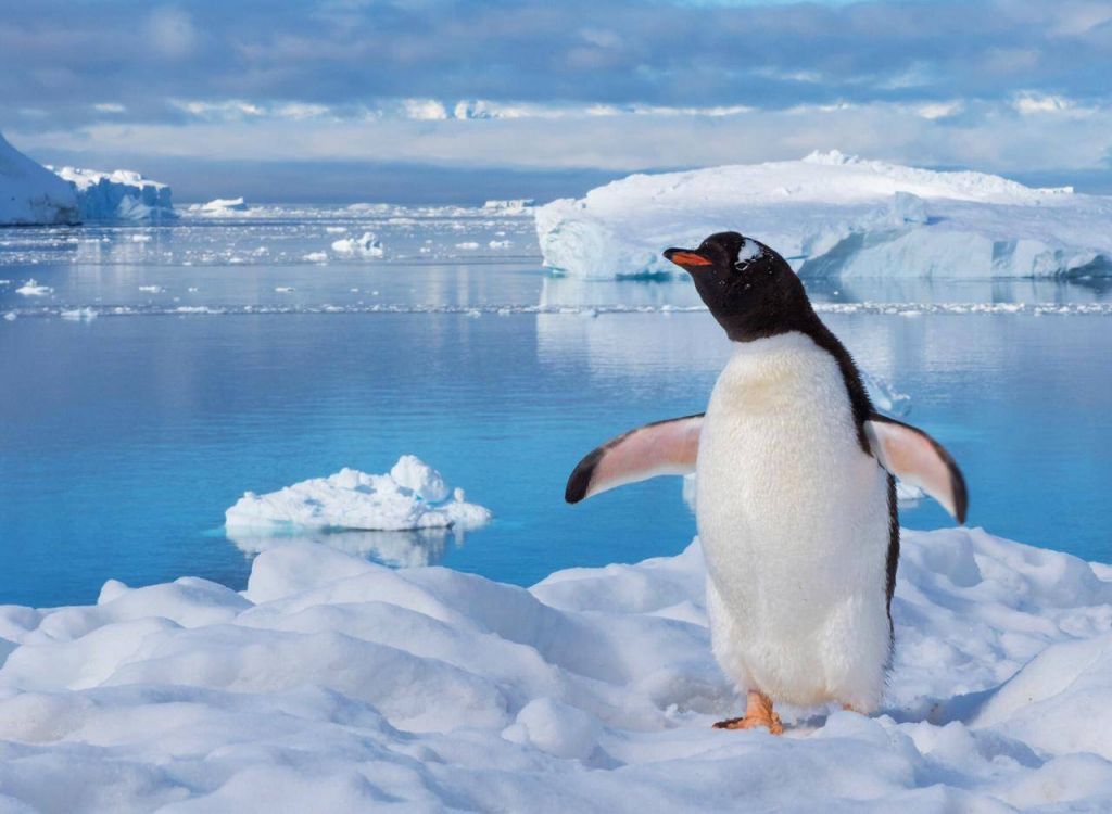 Почему пингвины не примерзают к льдине, на которой стоят?