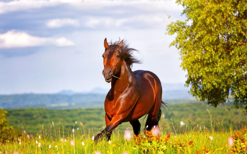 Как дикие  лошади обходятся без подков?