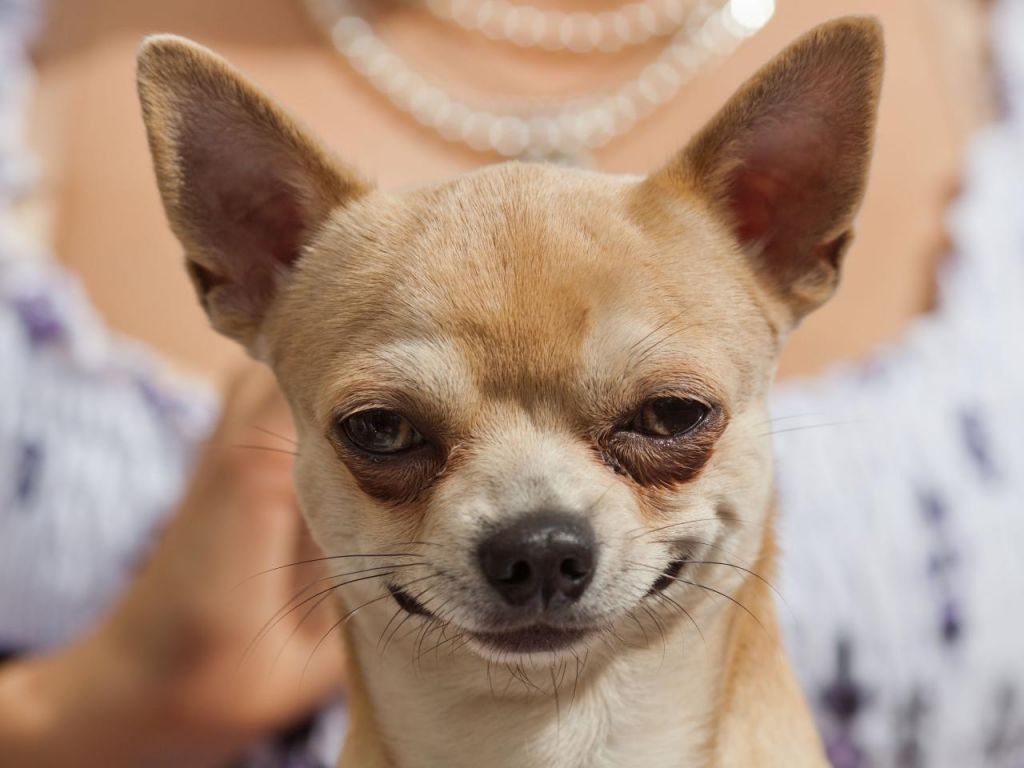 Чихуахуа: кто и зачем вывел странную породу собак?