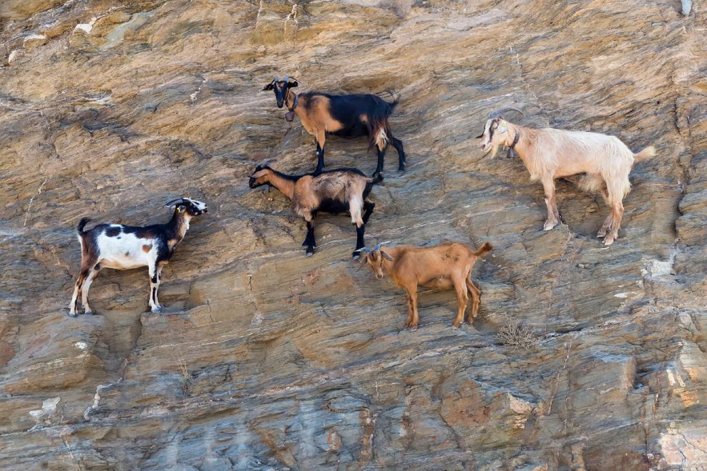 Как горные козлы держатся на отвесных скалах?