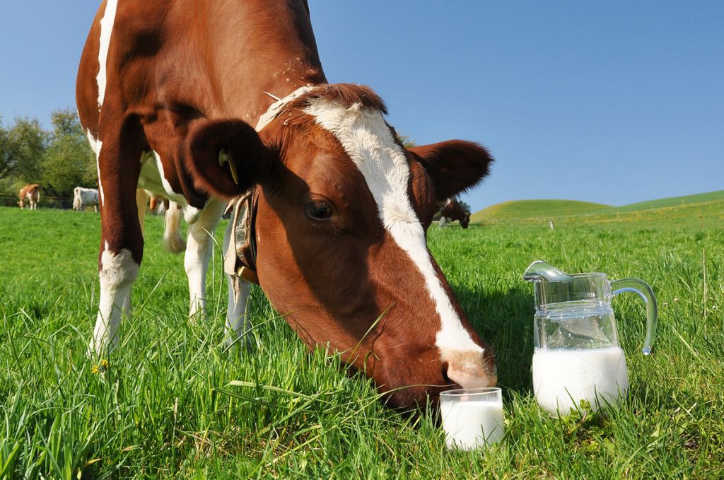 Почему коровы непрерывно дают молоко?