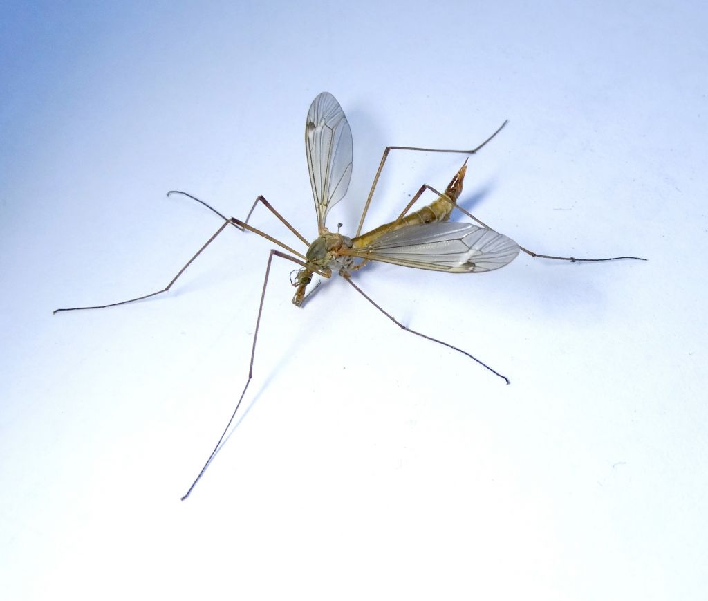 Опасны ли большие комары?