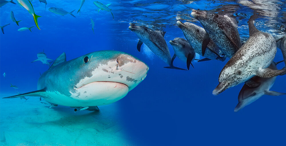 Правда ли, что акулы сотрудничают с дельфинами?