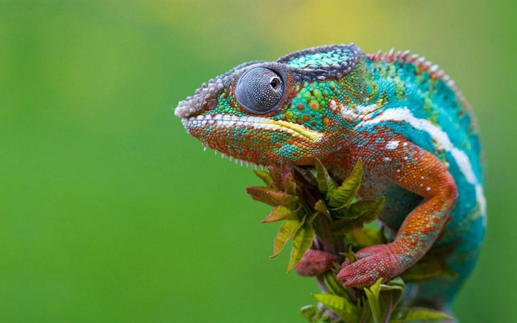 Как хамелеон меняет цвет?
