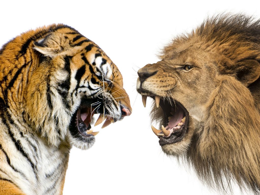 Кто сильнее - лев или тигр?