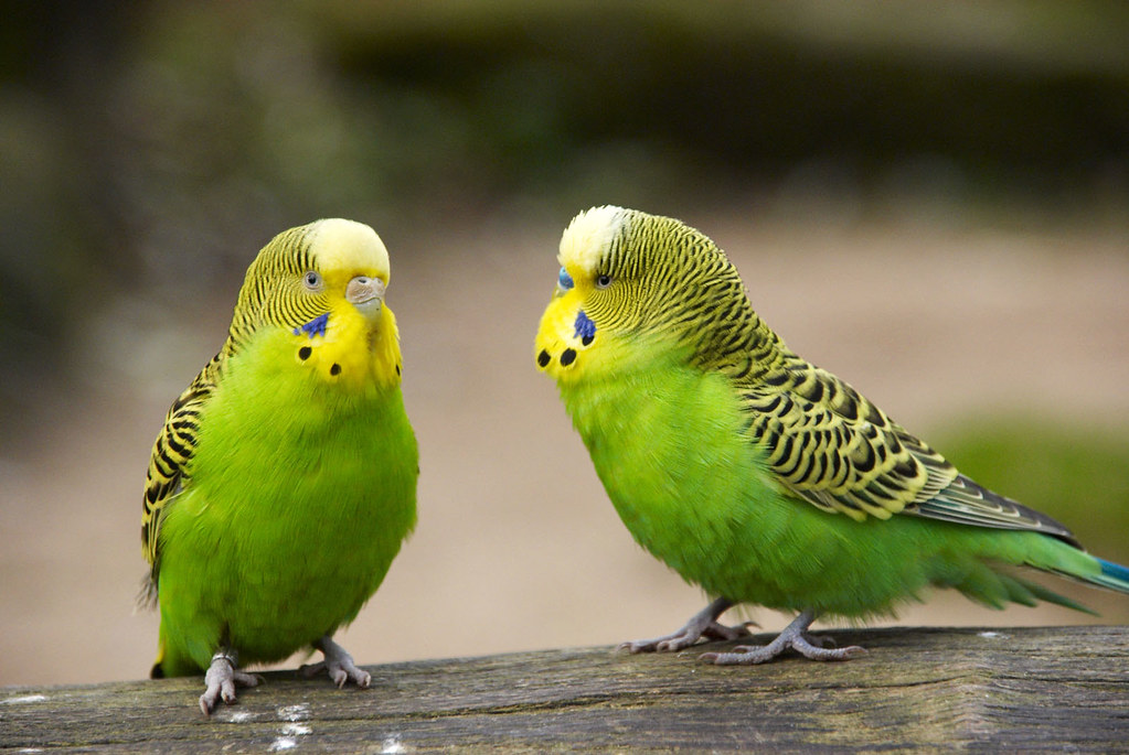 Почему попугаи умеют разговаривать?