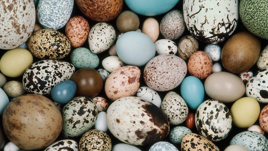 Какая из птиц откладывает самые крупные яйца?