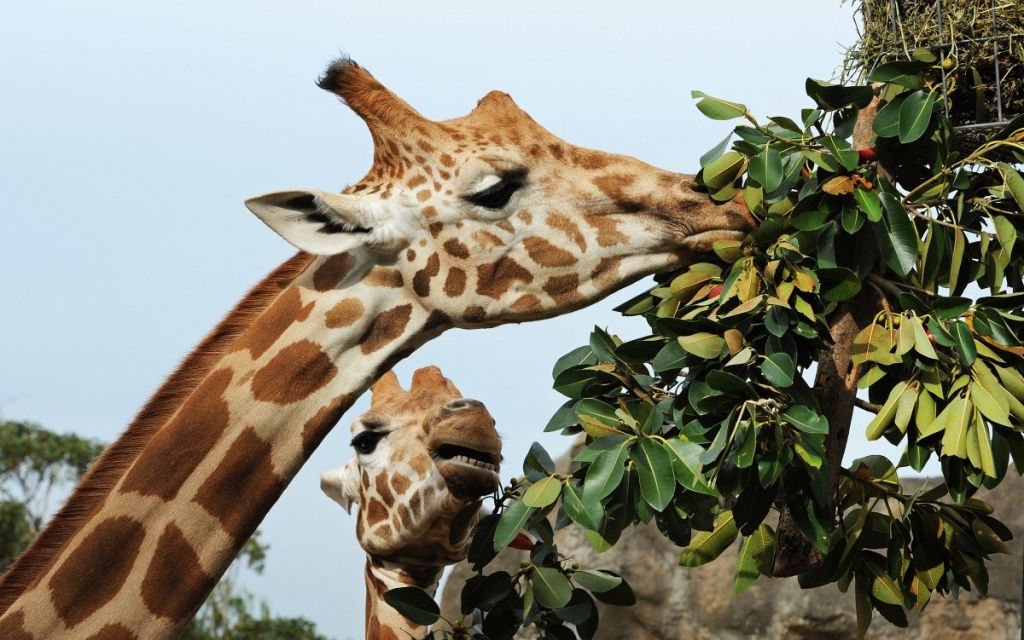 Сколько листьев съедает жираф?