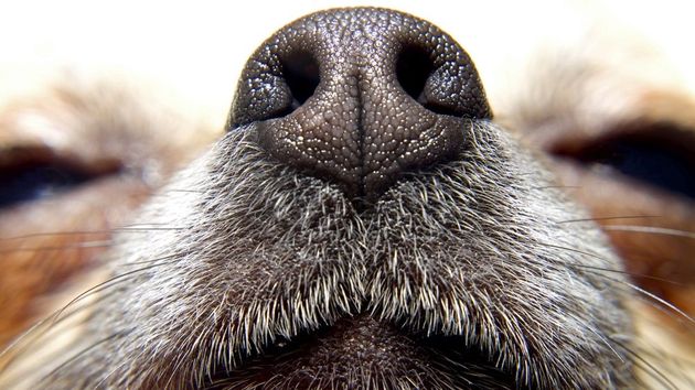 Почему у собак холодный и мокрый нос?