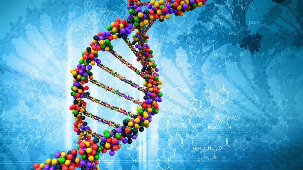 Сколько информации хранит ДНК человека?