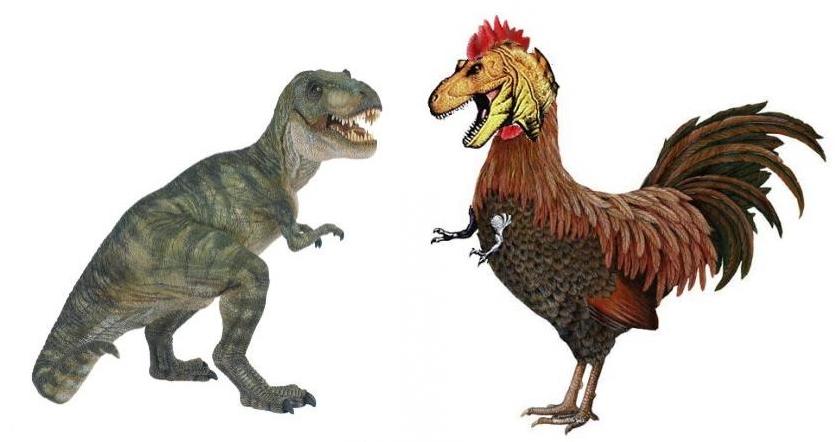Правда ли, что курица - родственник тираннозавра?