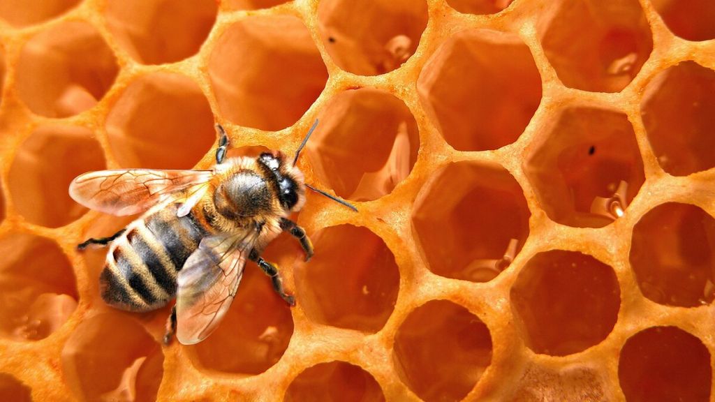 Почему пчелы делают больше меда, чем им нужно?