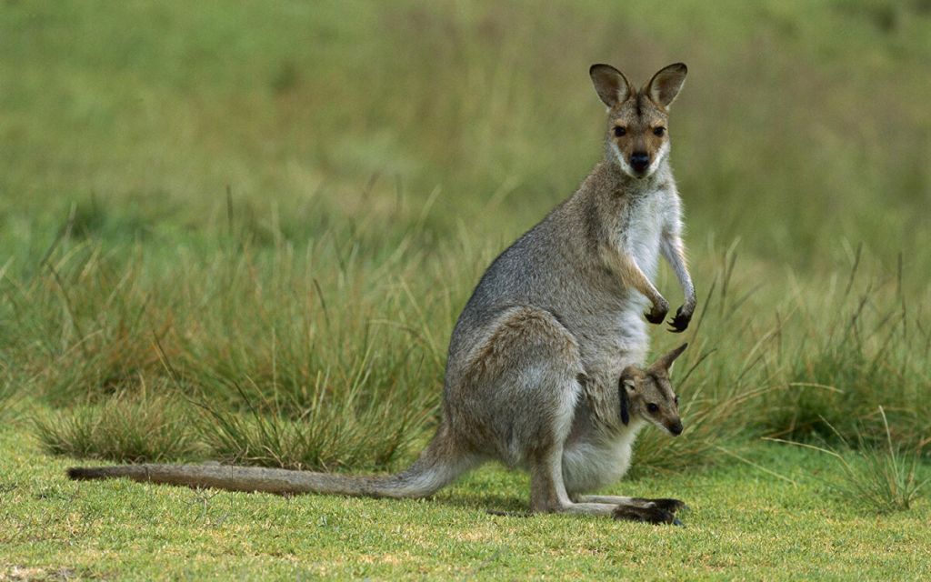 Правда ли, что кенгуру выбрасывает детеныша из сумки в случае опасности?
