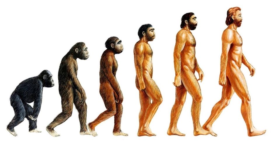 Почему не все обезьяны эволюционировали в человека?