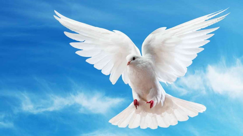 Почему  белый голубь является символом мира?