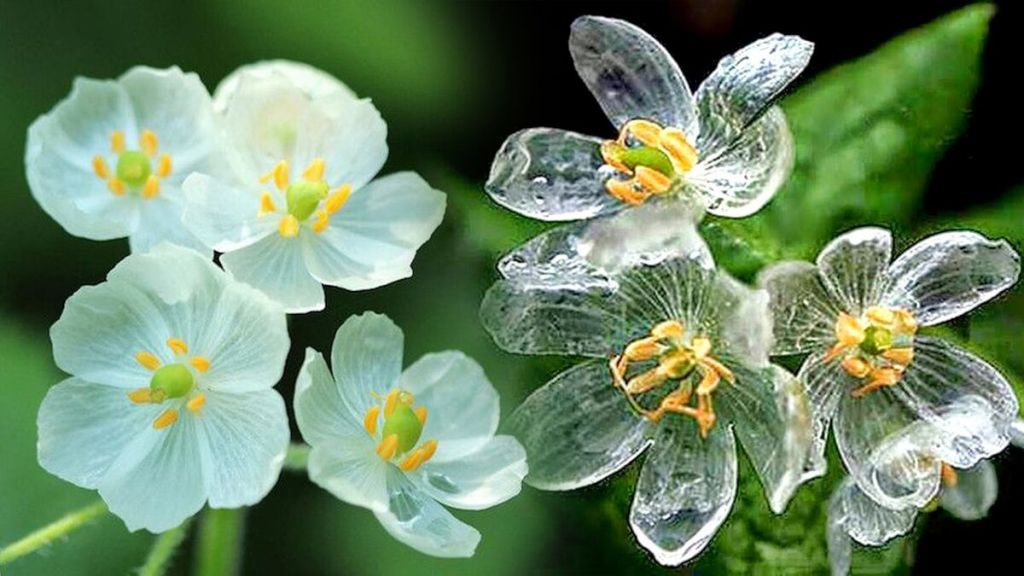 Правда ли, что существует «стеклянный» цветок?