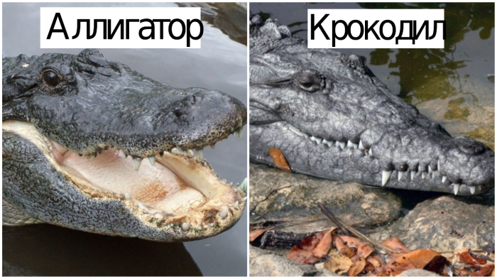 Чем крокодил отличается от аллигатора?