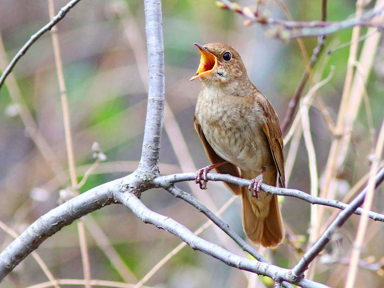 Почему птицы поют больше всего на рассвете?