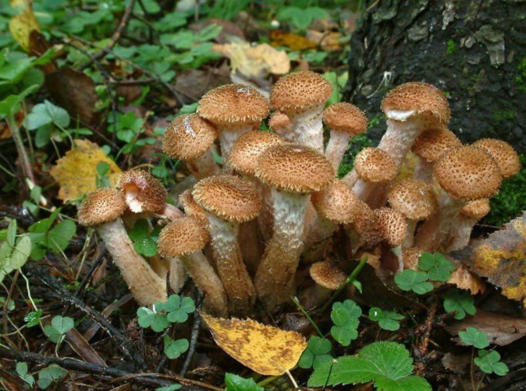 Какой организм - самый большой в мире?