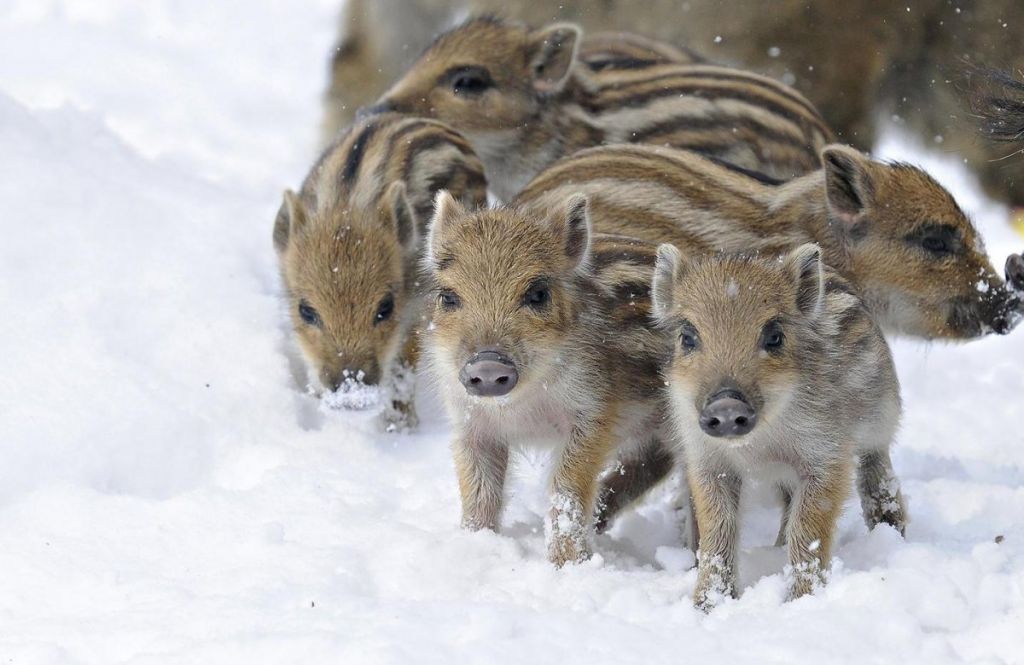 Почему детеныши кабанов полосатые, а сами кабаны - нет?