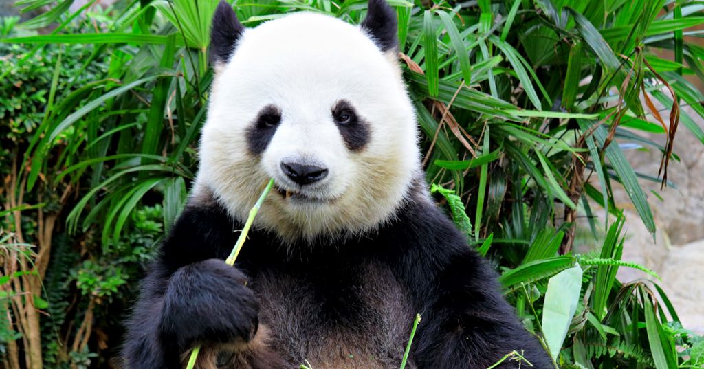 Сколько стоит содержать панду в зоопарке?