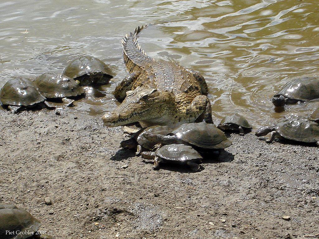 Что заставляет черепах гнездиться рядом с крокодилами?