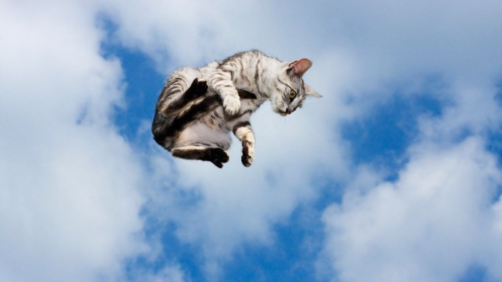 Почему кошки всегда приземляются на четыре лапы?