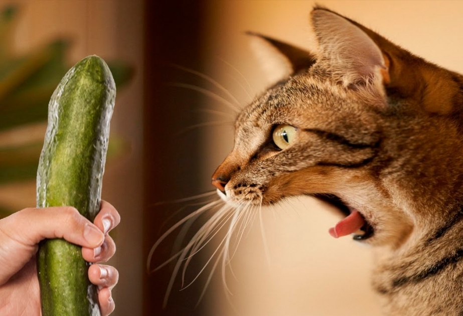 Почему домашние кошки так боятся огурцов?