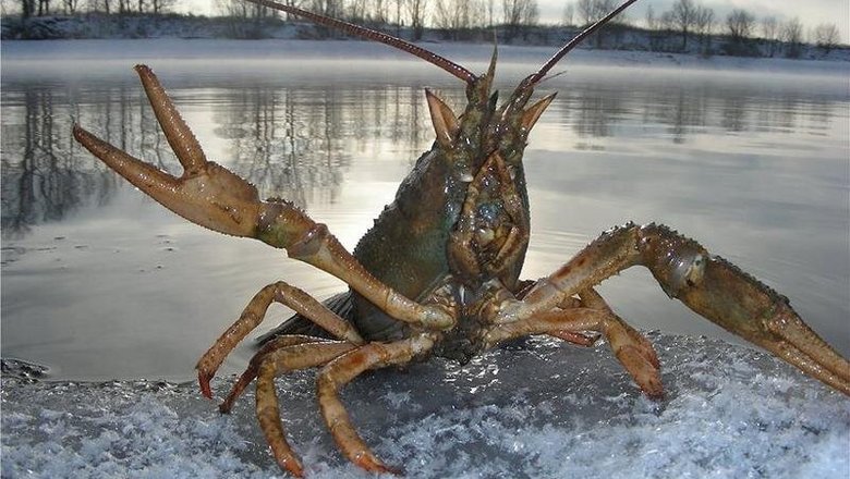 Что значит «показать, где раки зимуют»?